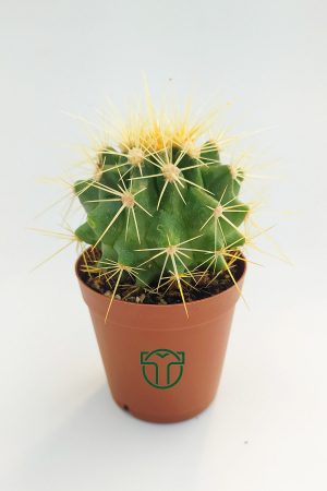 Altın Fıçı Kaktüsü - Echinocactus Grusonii toptan satış