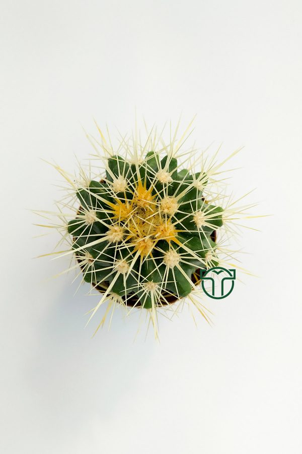 Altın Fıçı Kaktüsü - Echinocactus Grusonii toptan satış