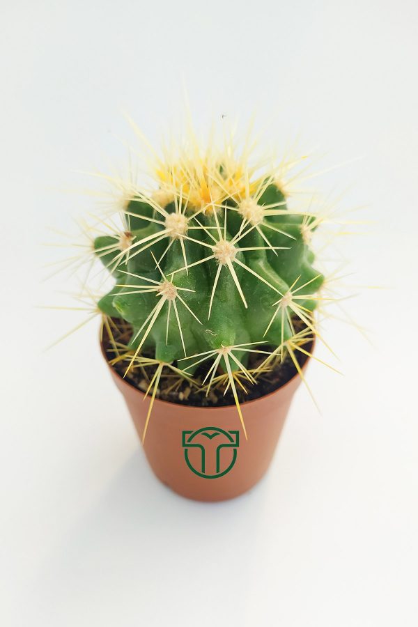 Altın Fıçı Kaktüsü - Echinocactus Grusonii toptan satış