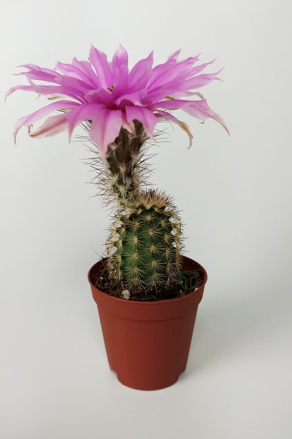 Wholesale Echinocereus Pectinatus