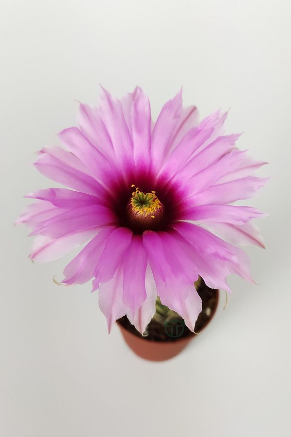 Echinocereus Pectinatus toptan satış