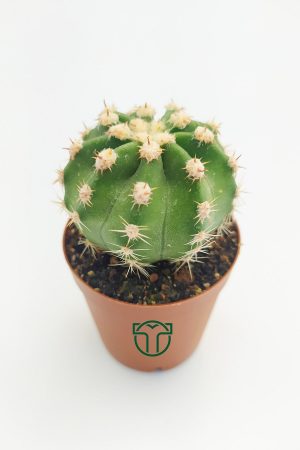 Echinopsis Subdenudata, White Flowering Cactus, (5.5 cm) wholesale