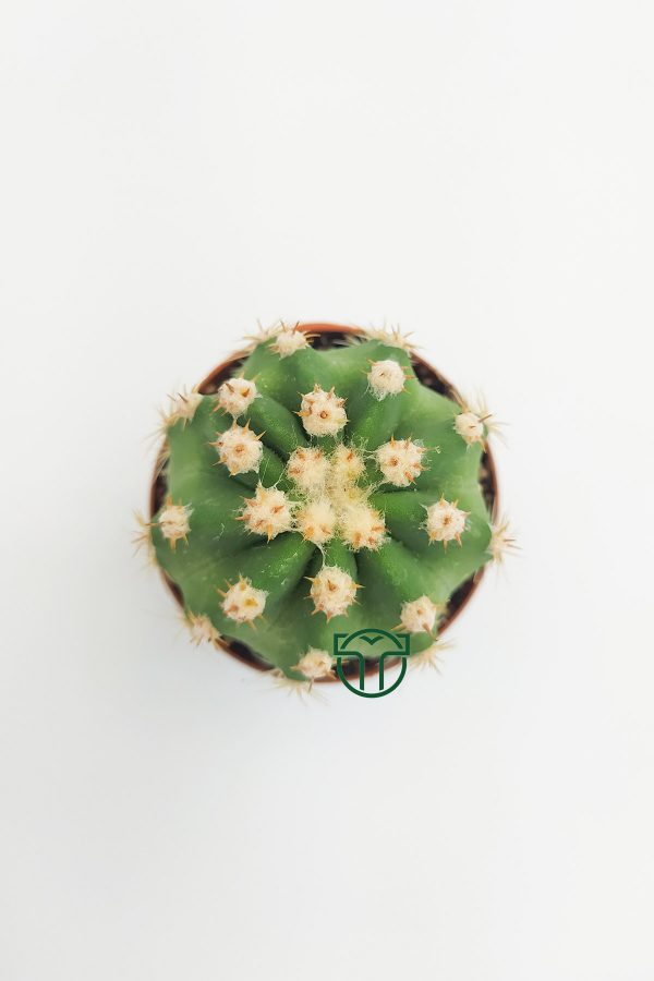 Echinopsis Subdenudata, Beyaz Çiçekli Kaktüs, (5.5 cm) toptan satış