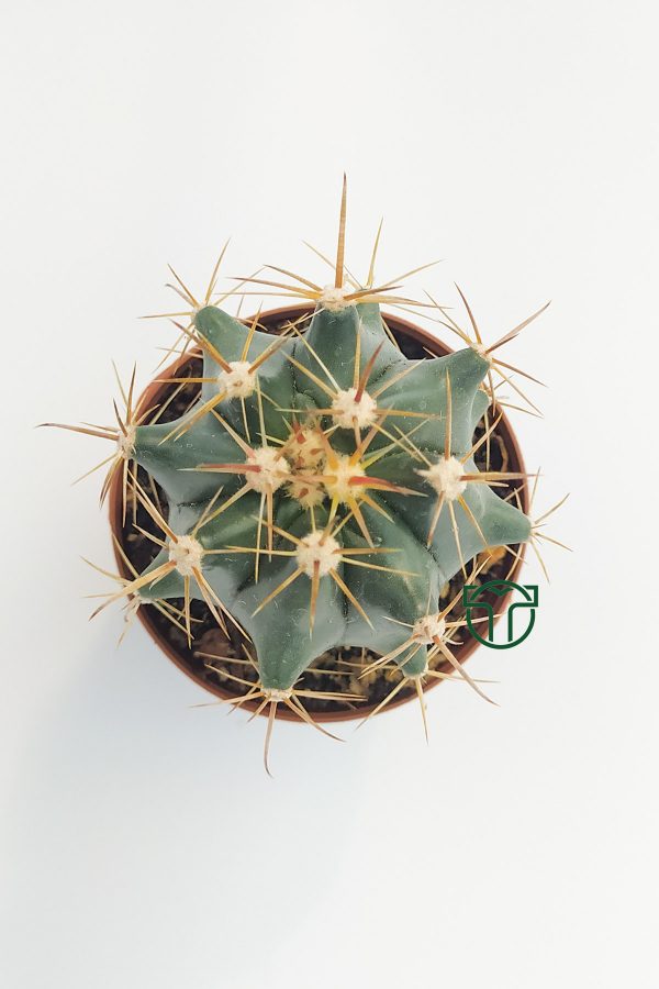 Ferocactus Horridus Kaktüsü 5.5 cm Saksıda