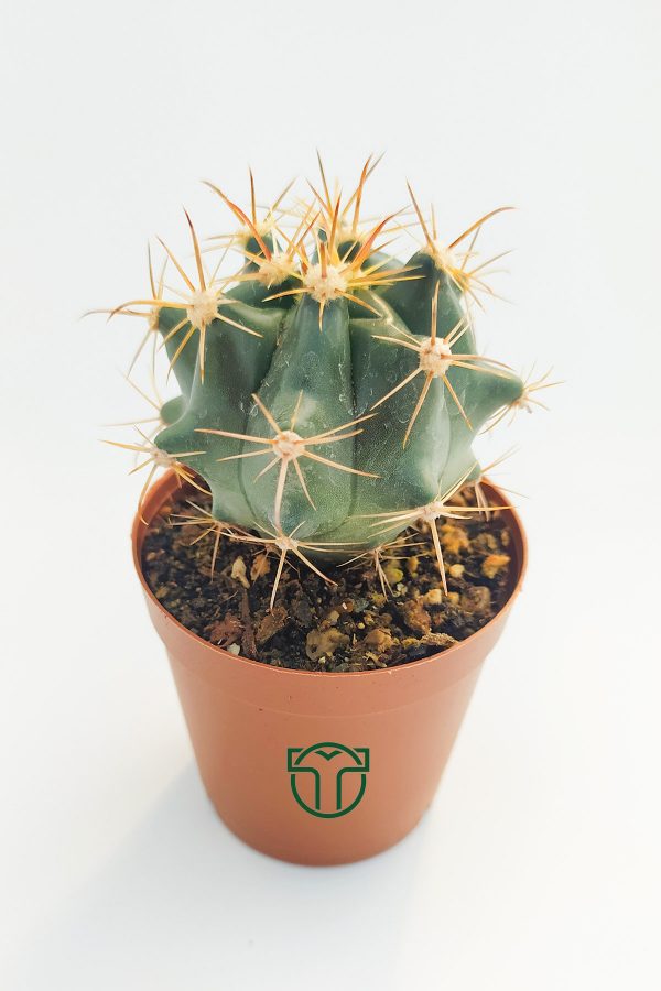 Ferocactus Horridus Kaktüsü 5.5 cm Saksıda