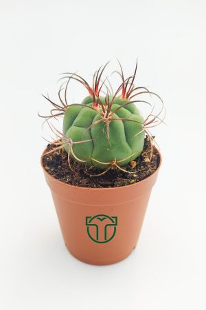 Gymnocalycium Marquezii (5.5 cm), Toptan Satış, 1 viyol, 45 adet