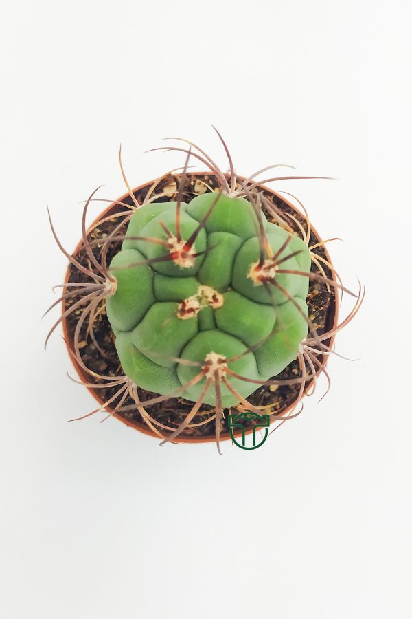 Gymnocalycium Marquezii (5.5 cm), Toptan Satış, 1 viyol, 45 adet