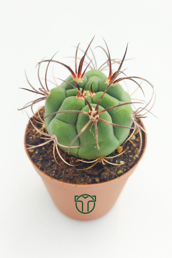 Gymnocalycium Marquezii (5.5 cm), Toptan Satış, 1 viyol, 45 adet