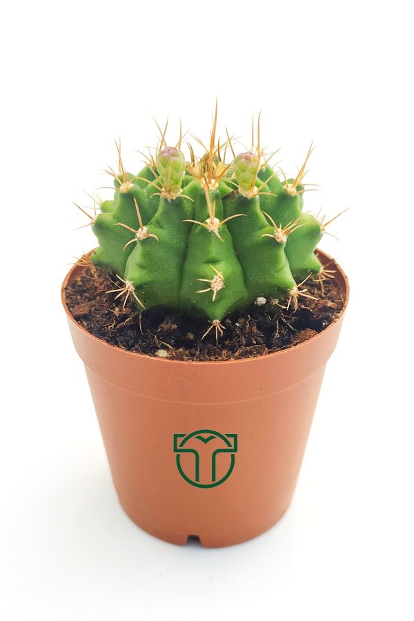 Gymnocalycium Mihanovichii, Jaw Cactus (5.5 cm Pot)