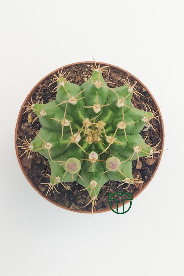 Gymnocalycium Mihanovichii, Çene Kaktüsü (5.5 cm Saksıda)