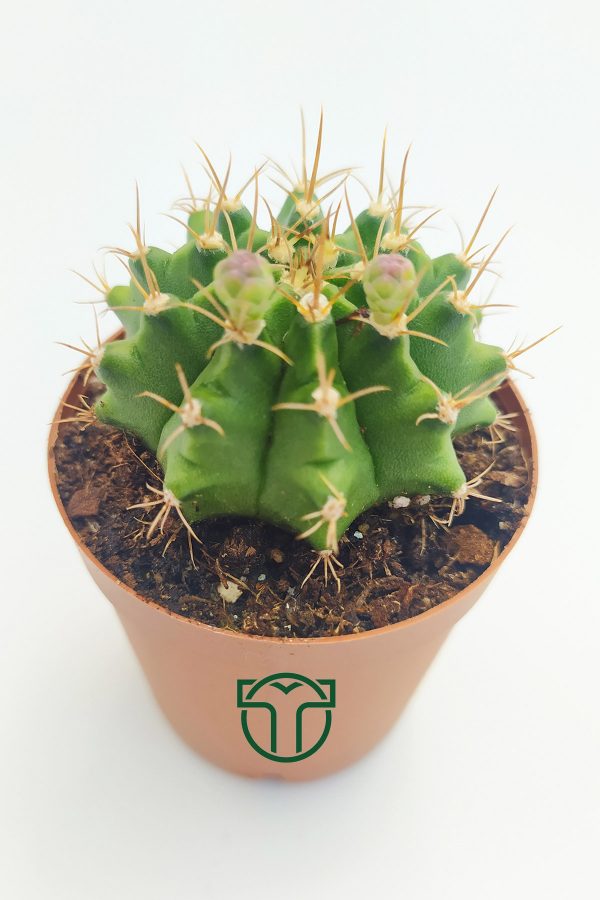 Gymnocalycium Mihanovichii, Çene Kaktüsü (5.5 cm Saksıda)