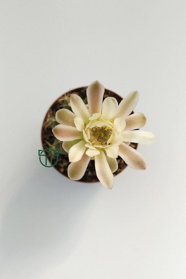 Gymnocalycium Mihanovichii, Jaw Cactus (5.5 cm Pot)