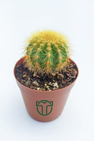 Notocactus Leninghausii, Golden Ball Kaktüsü (5.5 cm)