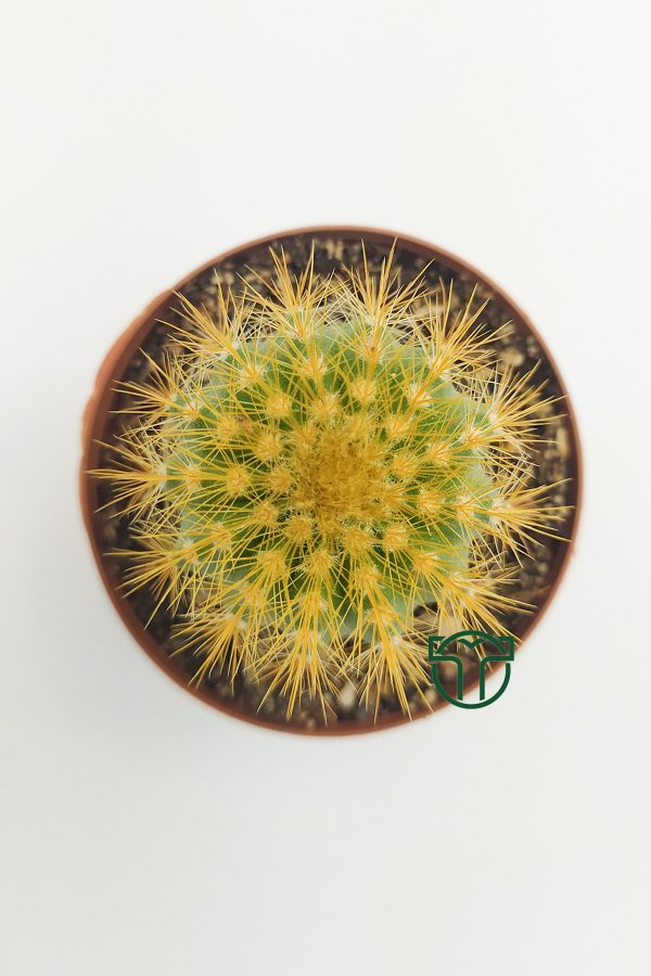 Notocactus Leninghausii, Golden Ball Cactus (5.5 cm)