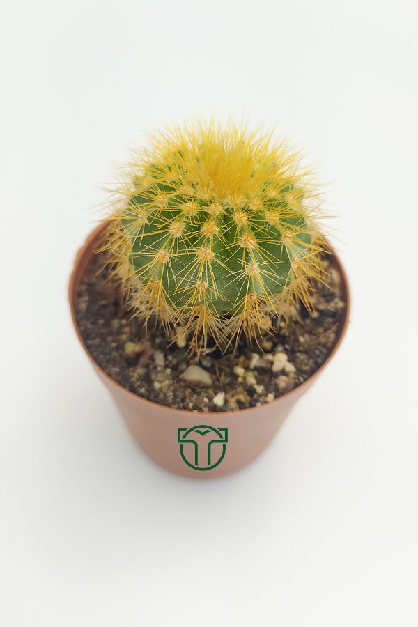 Notocactus Leninghausii, Golden Ball Cactus (5.5 cm)