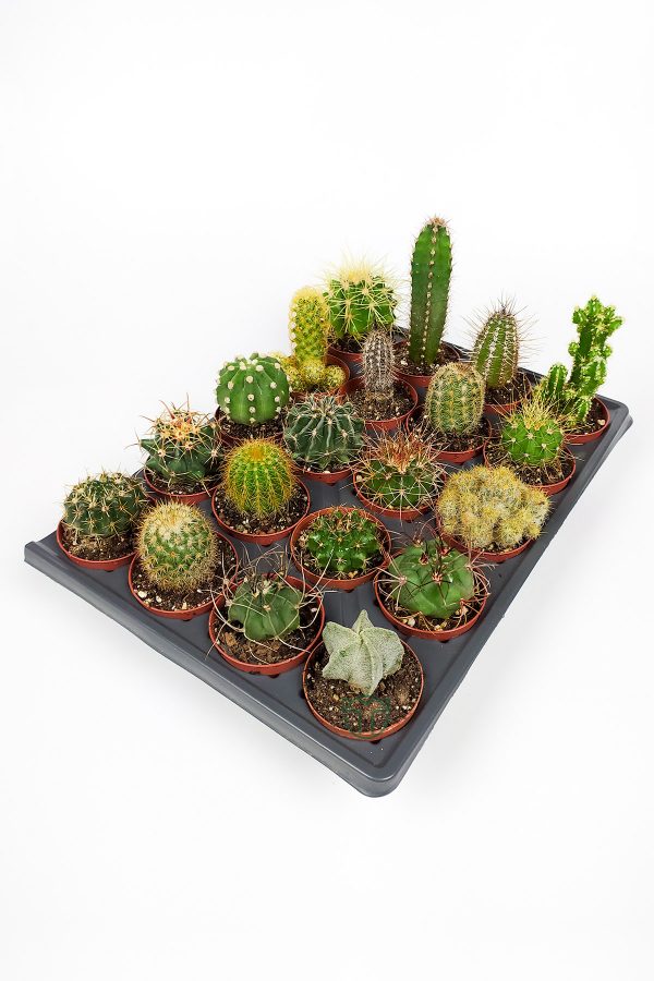 20 pcs cactus set - 20 pcs special cactus set