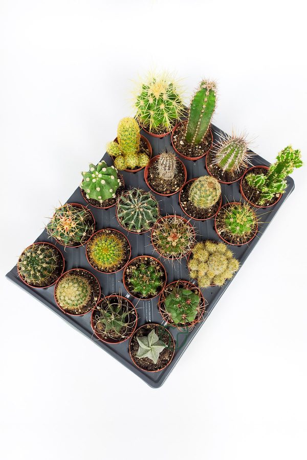 20 pcs cactus set - 20 pcs special cactus set