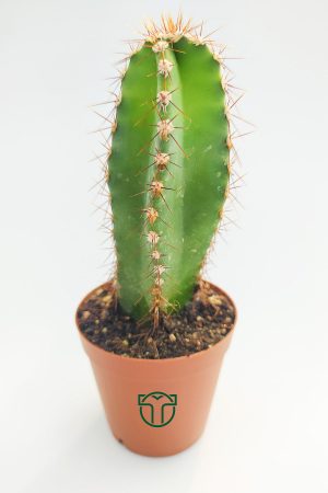 Cereus Validus 5.5 cm Saksıda