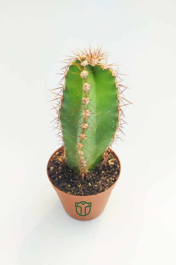 Cereus Validus 5.5 cm Saksıda