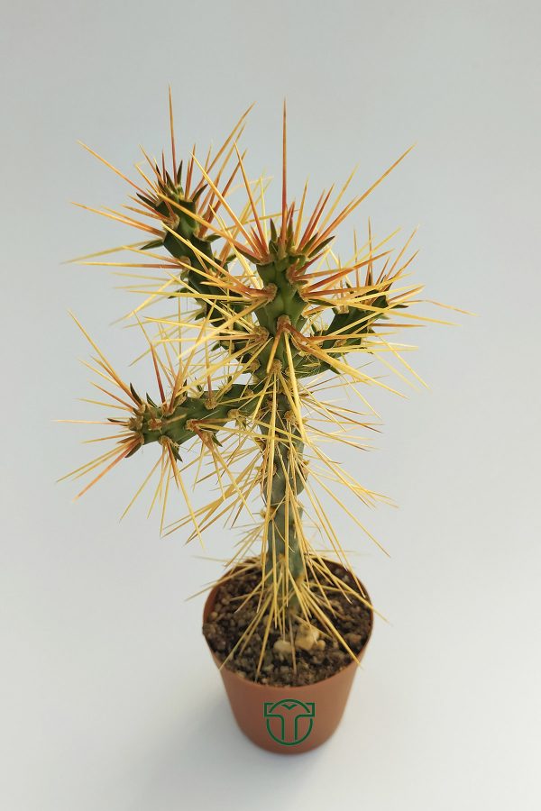 Cylindropuntia Whipplei 5.5 cm Saksıda