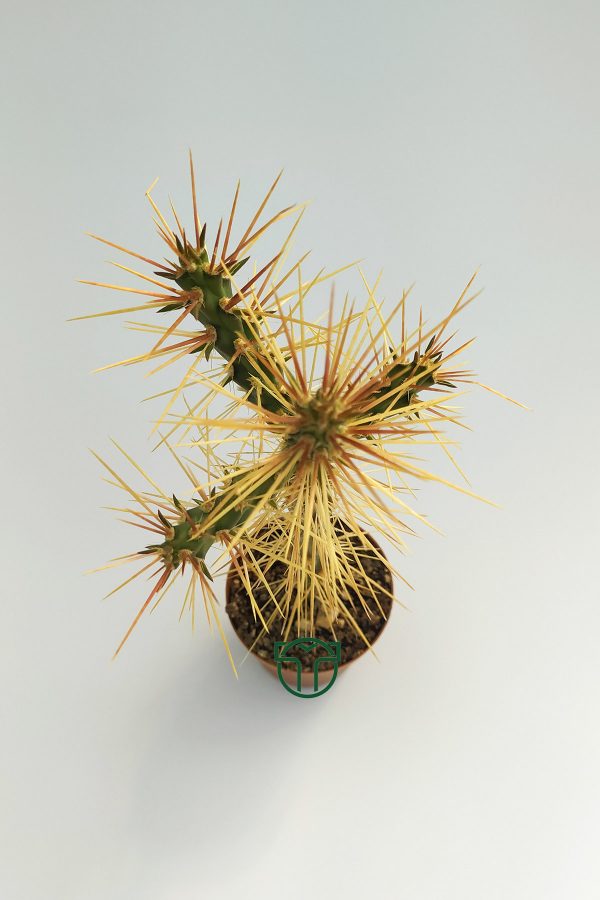 Cylindropuntia Whipplei 5.5 cm Saksıda