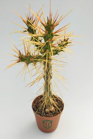 Cylindropuntia Whipplei 5.5 cm Pot