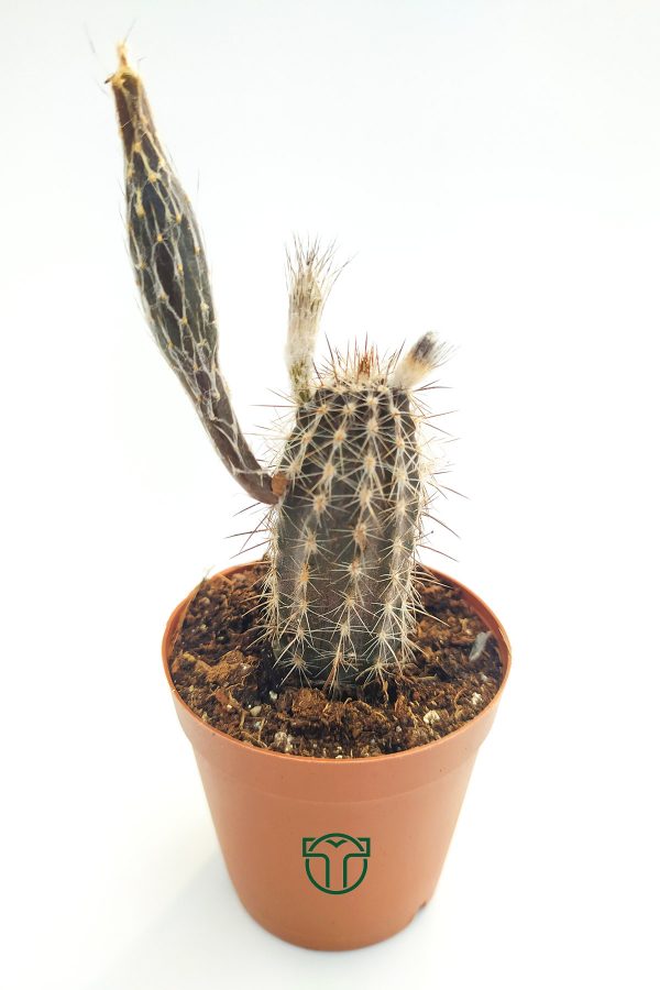 Echinocereus Mirabilis 5.5 cm Saksıda