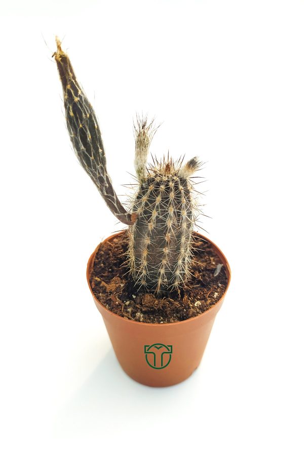 Echinocereus Mirabilis 5.5 cm Saksıda