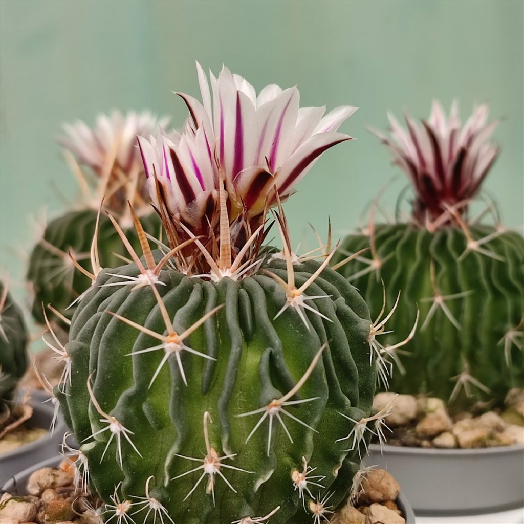 Echinofossulocactus multicostatus pembe çiçek açmış