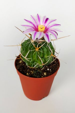 Echinofossulocactus Multicostatus Cactus Pink Flower Special Species Rare Cactus 5.5 cm Potted