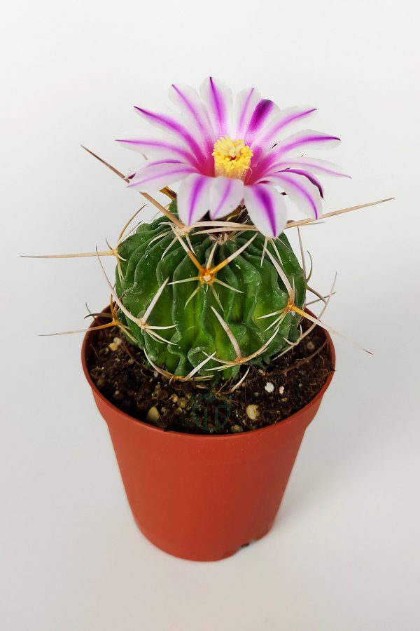 Echinofossulocactus Multicostatus Kaktüs Pembe Çiçekli Özel Tür Nadir Kaktüs 5.5 cm Saksida