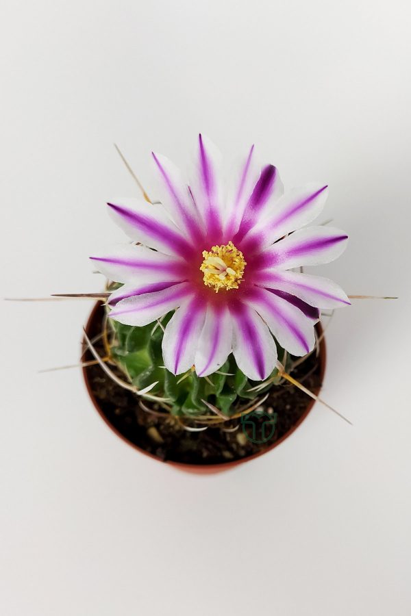 Echinofossulocactus Multicostatus Cactus Pink Flower Special Species Rare Cactus 5.5 cm Potted