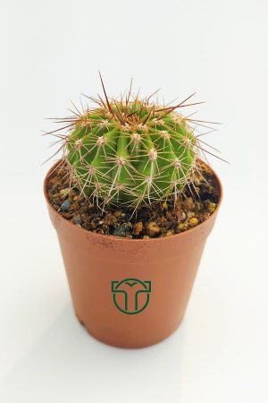 Echinopsis Mamillosa 5.5 cm Saksida