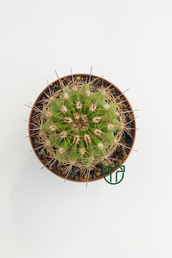 Echinopsis Mamillosa 5.5 cm Potted