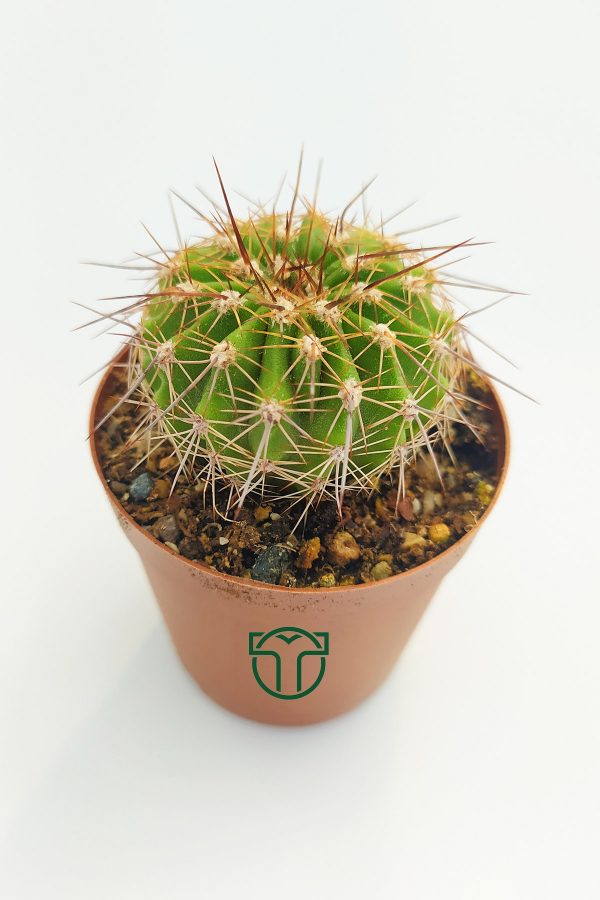 Echinopsis Mamillosa 5.5 cm Saksida