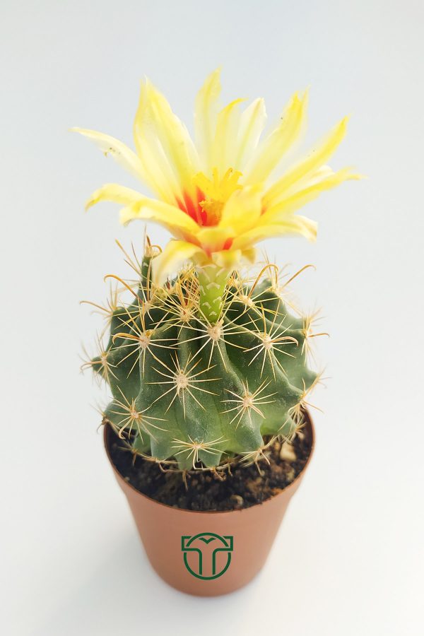 Thelocactus İdeas Çicek Acan Kaktüs