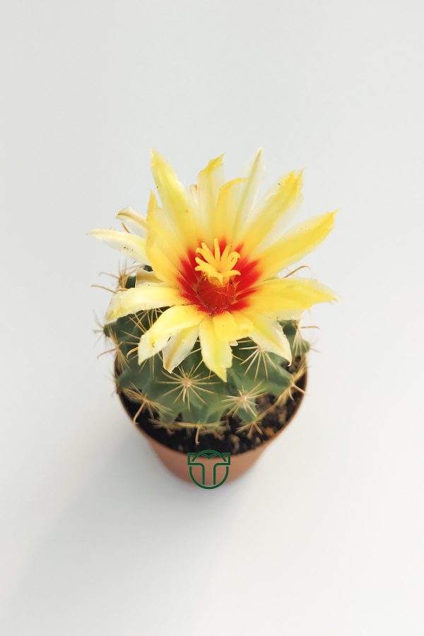 Thelocactus Ideas Blossoming Cactus