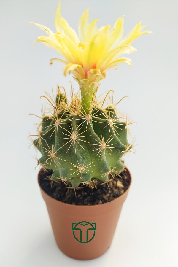 Thelocactus Ideas Blossoming Cactus