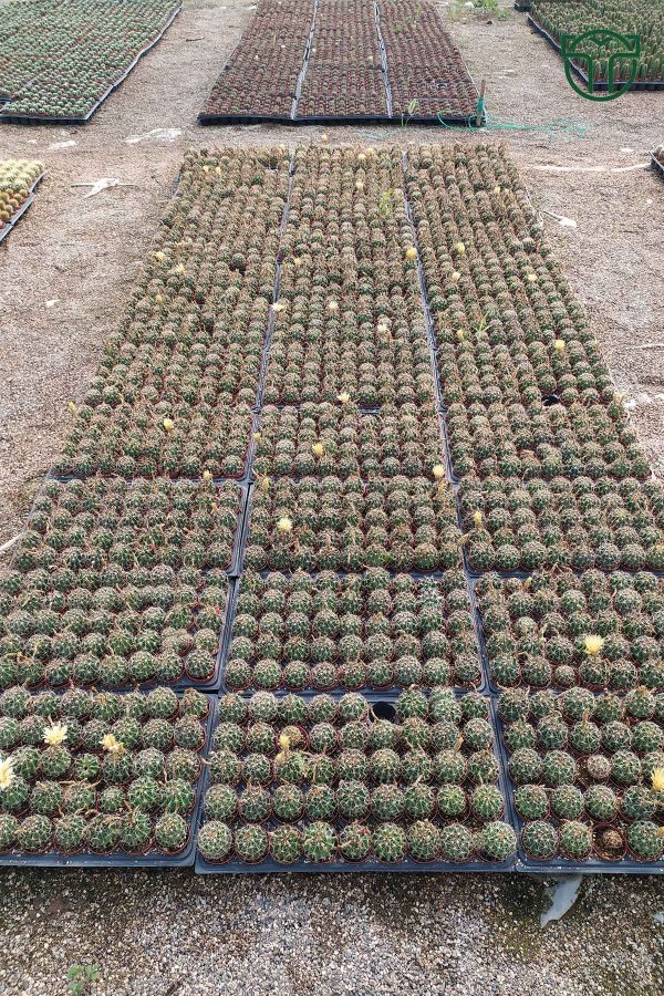 Thelocactus İdeas Çicek Acan Kaktüs