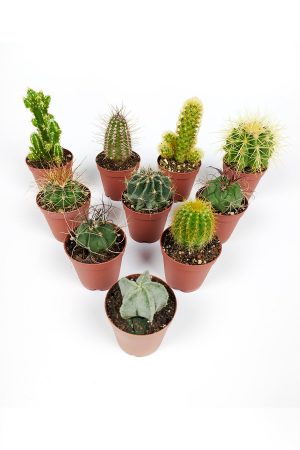 Set of 10 cactus - 10 special types of cacti