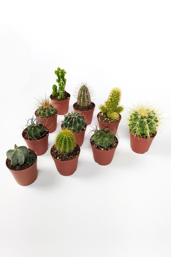 Set of 10 cactus - 10 special types of cacti