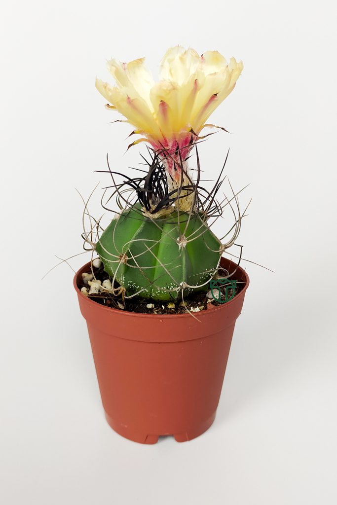 Astrophytum Capricorn sarı çiçekli kaktüs