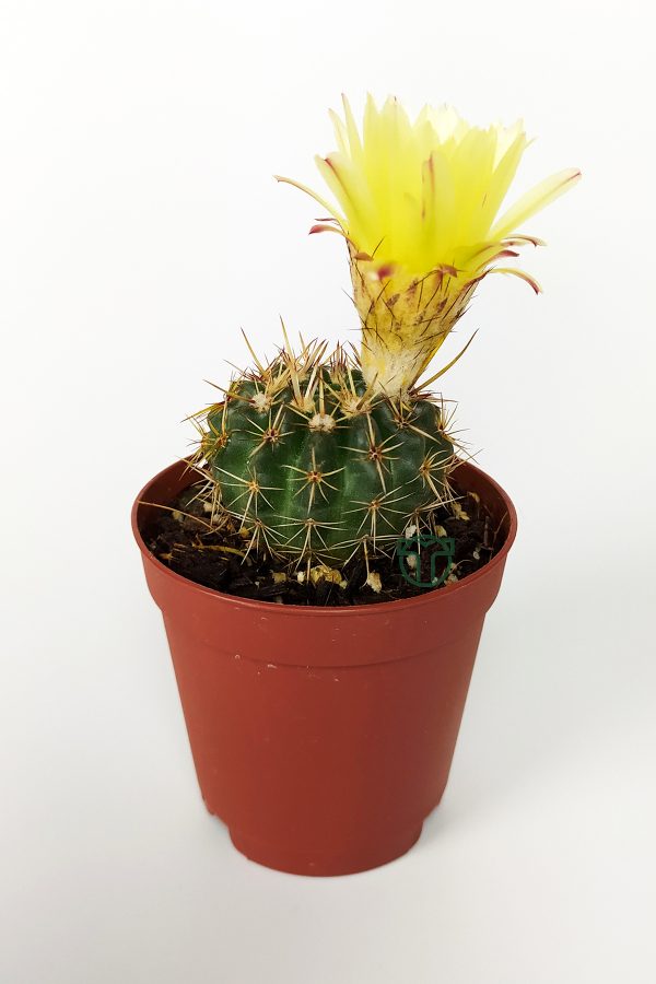 Notocactus Summammulasus Nadide Özel Tür Kaktüs Nadir Kaktüs 5.5 cm