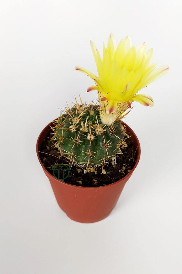 Notocactus Summammulasus Nadide Özel Tür Kaktüs Nadir Kaktüs 5.5 cm