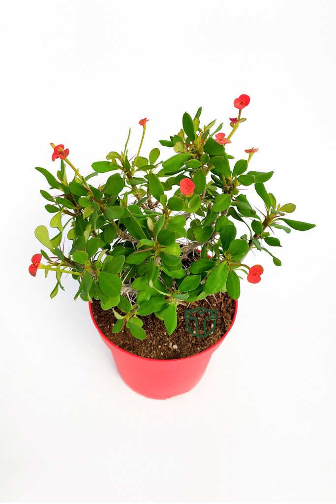 Dikenler Tacı Euphorbia Miili