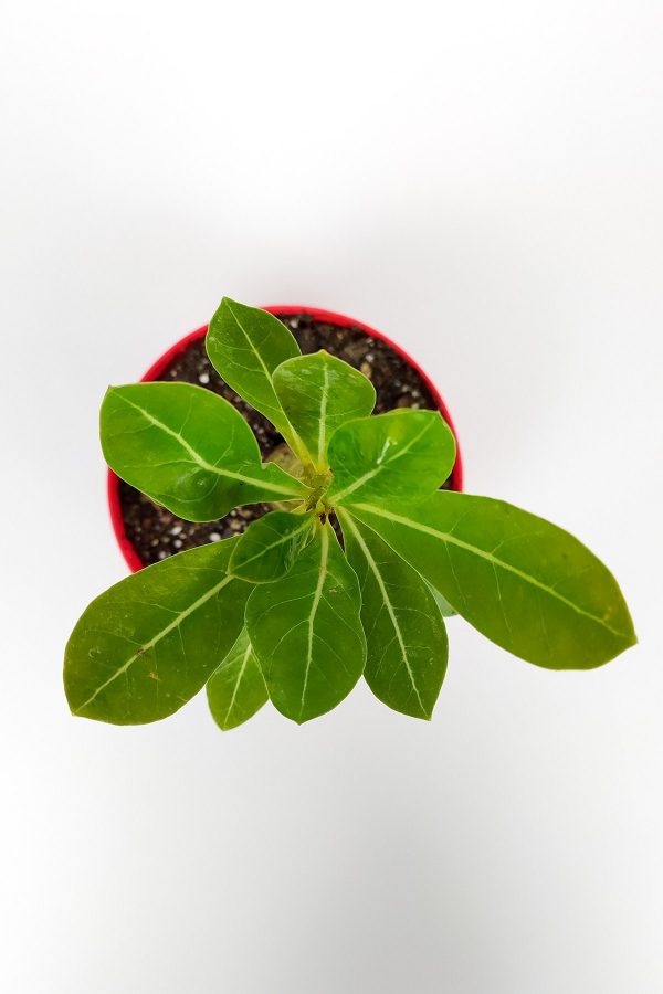 Çöl Gülü Adenium