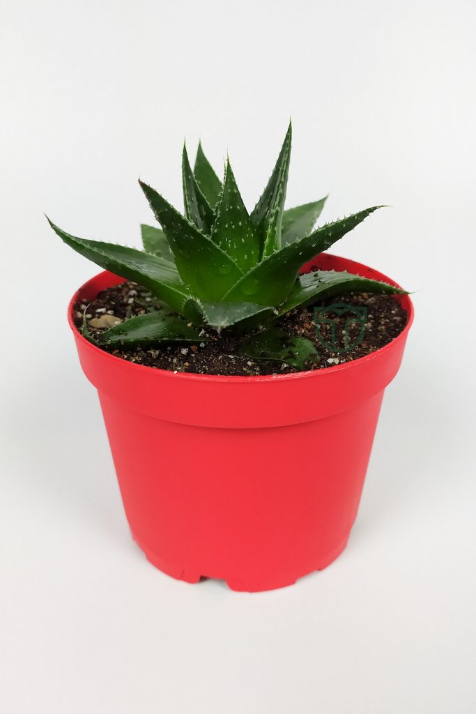 Aloe Cosmo