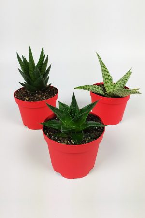 Set of 3 Haworthia