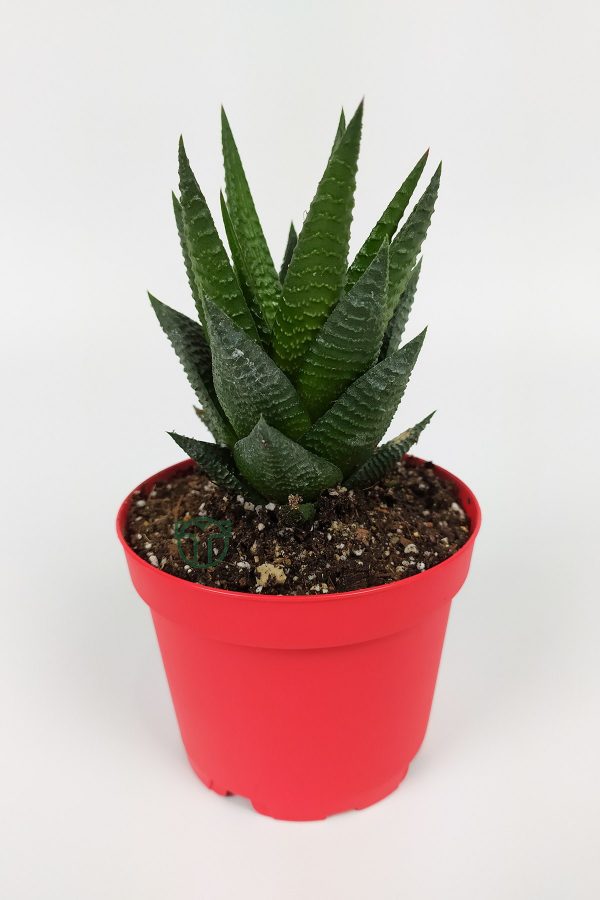 Haworthia Limifolia