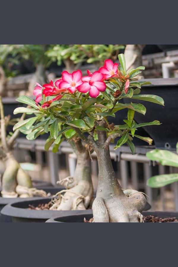 Çöl Gülü Adenium